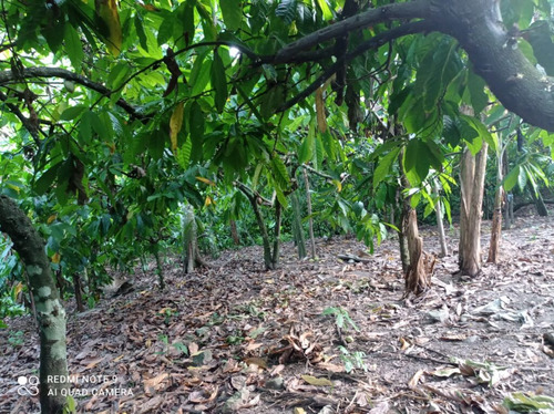 1504- Finca En Gaspar Hernández