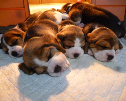 Beagle Cachorros