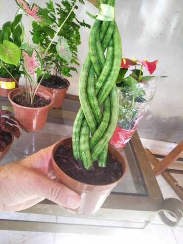 Trio De Uma Lança Trançada E Dois Cactos