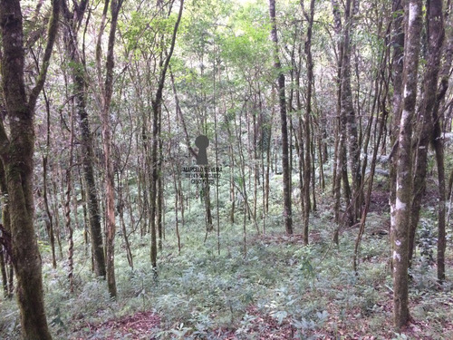 Chácara A Venda No Bairro Centro Em Bocaiúva Do Sul - Pr. - 411-1