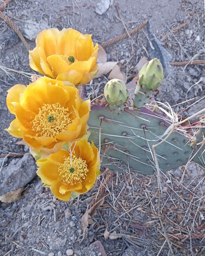Opuntia Gosselinina, Nopal Morado, Nv