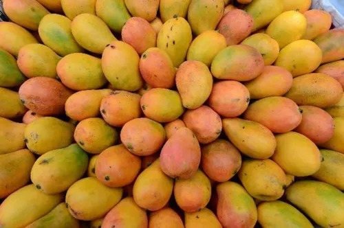 Mango Criollo