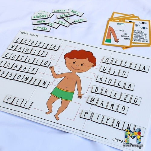 Cartas Pictogramas Cuerpo Humano