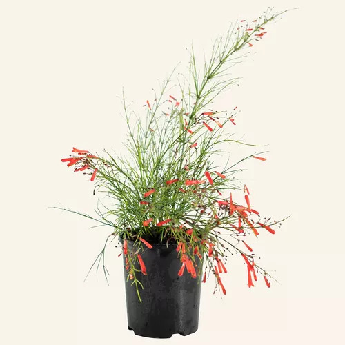 Planta De Lluvia De Fuego Ruselia Equisetiformis Exterior
