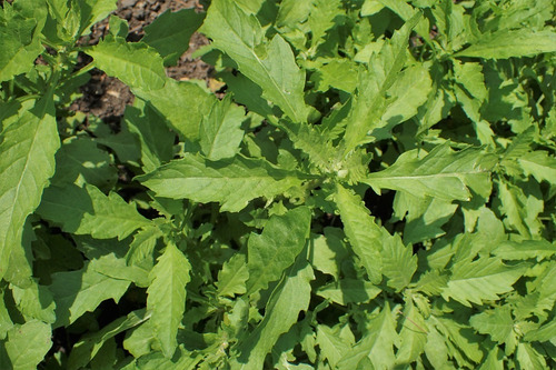 Paico Epazote Dysphania Ambrosioides Planta Nativ Medicinal 