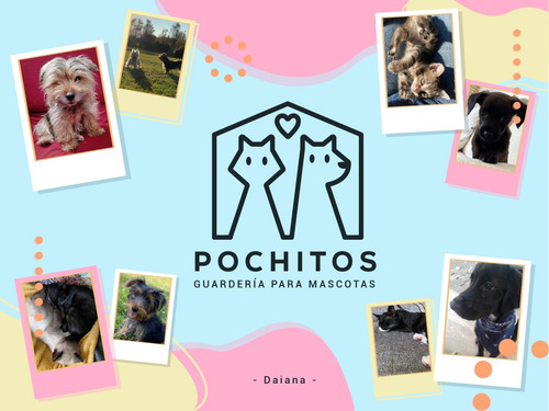 Imagen 3 de 10 de Guardería Y Pensionado Para Mascotas - Perros O Gatos
