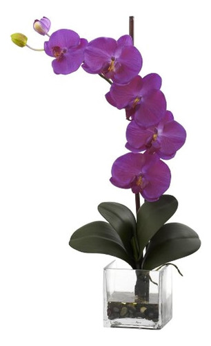 Orquídea Phalaenopsis Gigante Natural De 1324 O Gigante Con 