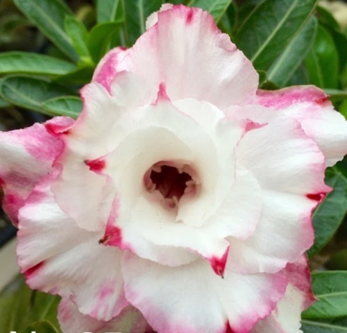 Imagem 7 de 10 de Semente Rosa Do Deserto Mix Cores 100 Adenium Frete Grátis