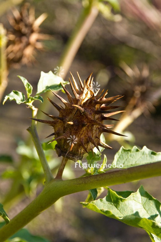 Semillas De Datura Ferox - Chamico