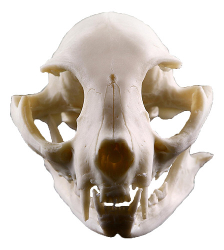 Cráneo De Animal Realista 2