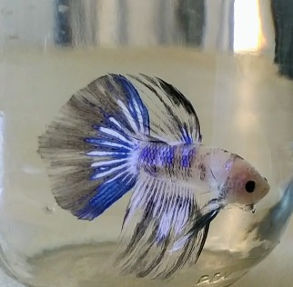 Imagen 2 de 10 de Peces Bettas Solo Parejas