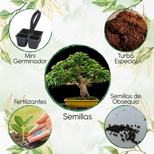 3 Semillas De Gmelina Arborea + Mini Kit De Germinación
