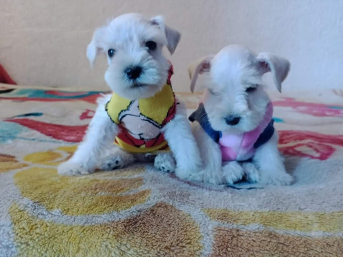 Cachorros Schnauzer