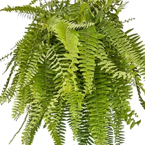 Comprar Samambaia Americana (nephrolepis Exaltata) Planta Natural