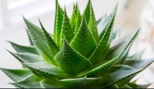 Imagen 1 de 6 de Planta De Aloe Vera Medicinal Y Curativa