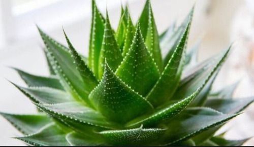 Planta De Aloe Vera Medicinal Y Curativa