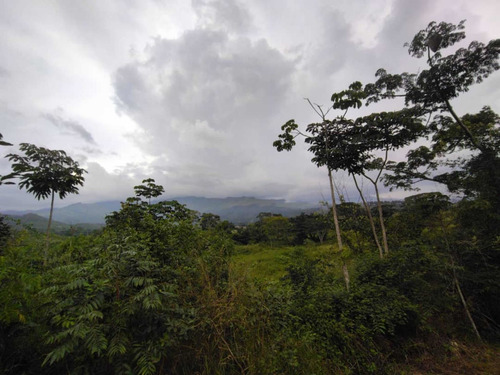 Imagen 10 de 14 de Baja De Precio... En Venta Finca En El Municipio Montalban - Carabobo