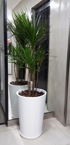 Plantas Decoración De Interiores + Maceta Cono