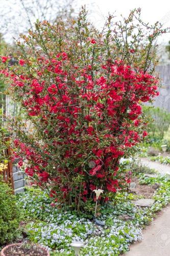 Imagen 1 de 4 de Membrillo De Flor, Chaenomeles Japonica 10lts