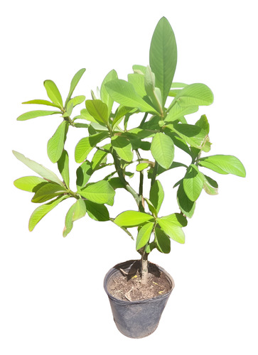 Arbol De Interiores O Ext Maceta 3l Euphorbia Granthii Xl