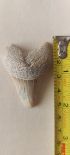 Diente Fósil De Tiburón Shark Tooth (Usado)