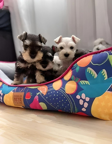 Ofrezco Cada Cachorro Schnauzer Minitoy En 200