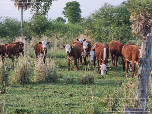 Campo En Venta 1217 Has En Villa Guillermina, Santa Fe.