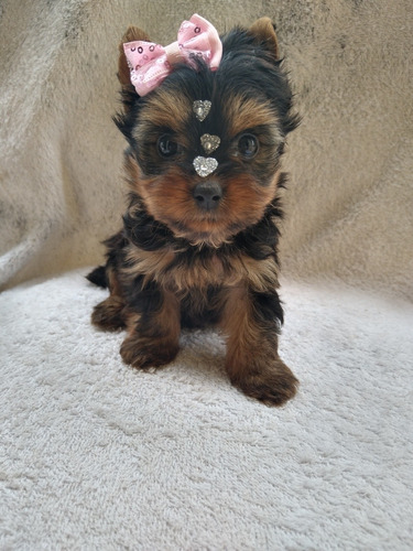 Yorkshire Terrier Fêmea Canil Cibelle Cerrato Filhotes 