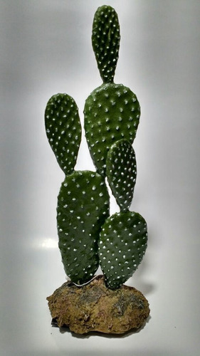 Planta Artificial Cactus Orelha Gde Aquario Terrário