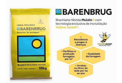 Sementes De Brachiaria Híbrida Mulato 2 (saco Com 10kg)