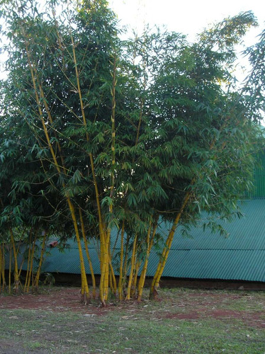Bambu Vittata