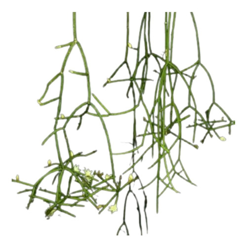 1 Corte De Rhipsalis Grandiflora