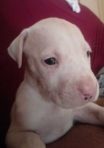 Filhote De Dogo Argentino