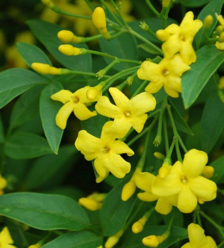 Plantas De Jazmin Italiano Flor Amarilla Perfumada