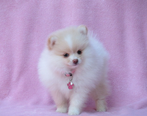 Lulu Da Pomerania Femea Linda Filhote Spitz Alemao