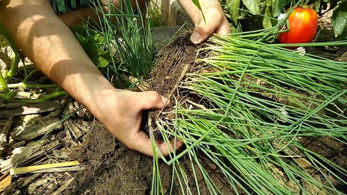 200 Semillas De Ciboulette - Huerta Premium - Aromatica