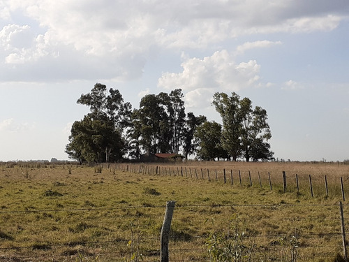 Imagen 5 de 21 de Campo Ganadero En Roque Perez Muy Bien Ubicado A 15 Km Del Asfalto