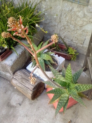 Imagen 3 de 4 de Hermosa Planta Aloe Grande