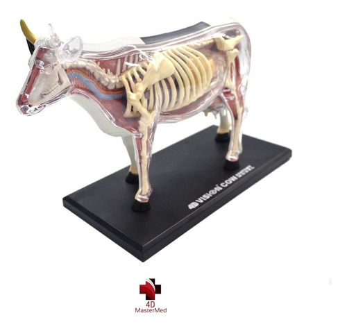 Anatomia Da Vaca - 4d Master - Bovino