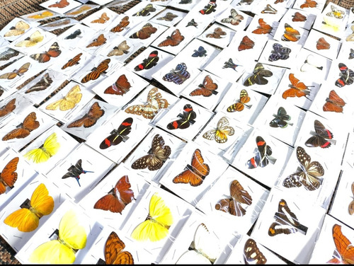 Entomología Insectos Disecados Mariposas Reales Decoración.