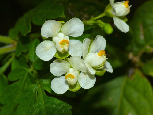 Globito Cipó Cardiospermum Grandiflorum Trepadora Nativa