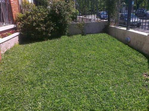 Semilla De Bermuda Grass Cesped Pasto 4 Kg Cynodon Dactylon