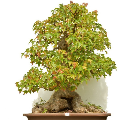 25 Semillas De Arce Tridente - Acer Buergeranum Codigo 855