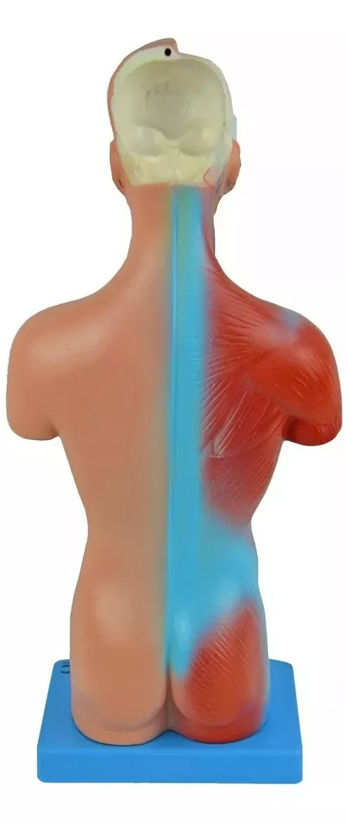 Terceira imagem para pesquisa de torso humano