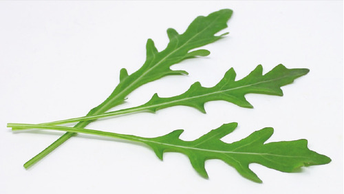 Semilla Rúgula Old ( Selvática - Baby Leaf ) 100 Gr