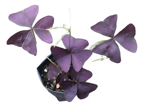 Bulbo Trébol Mariposa / Oxalis Morado