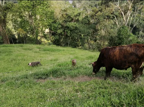 Finca Ganadera Cachipay Cundinamarca