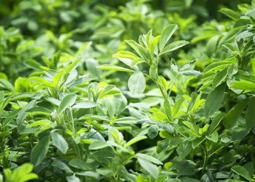 Semilla De Alfalfa San Miguelito Peletizada 2 Saco De 20 Kg