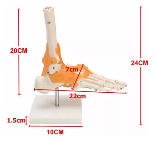 Maqueta Artística De Anatomía Médica: Esqueleto De Pie Human