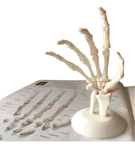 Huesos Estudio Anatomía Anatomykits